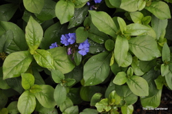 Ceratostigma plumbaginoides — photo 2